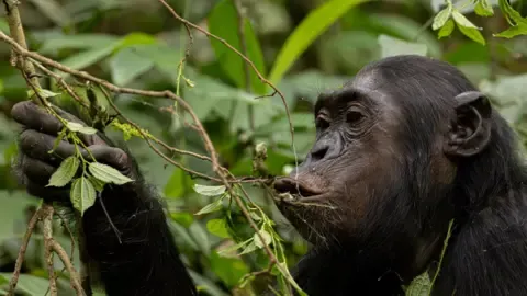 Apes Drinking the Equivalent of an Alcoholic Beverage Daily from Ripe Fruit, Study Finds