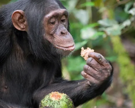 Wild Chimps Drink Everyday Alcohol Equivalent to a Pint from Ripe Figs