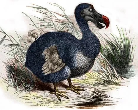 Researchers State They’ve Made a ‘Key Milestone’ in Bringing Back the Dodo for the Initial Instance in 300 Years